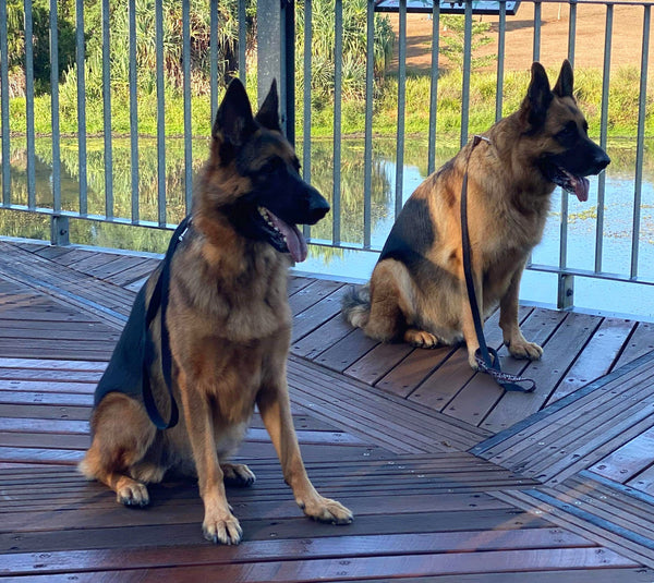 Peter, Laylah, & Bear, NSW