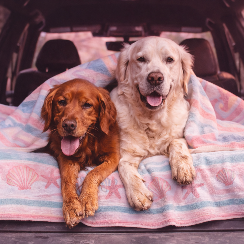 Two dogs sitting on a patterned blanket inside a vehicle.