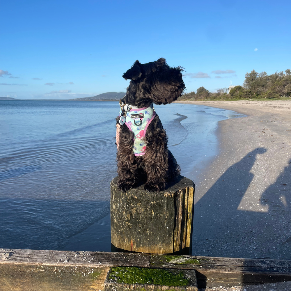 Black dog sitting on a pylon at the beach with water in the background. 