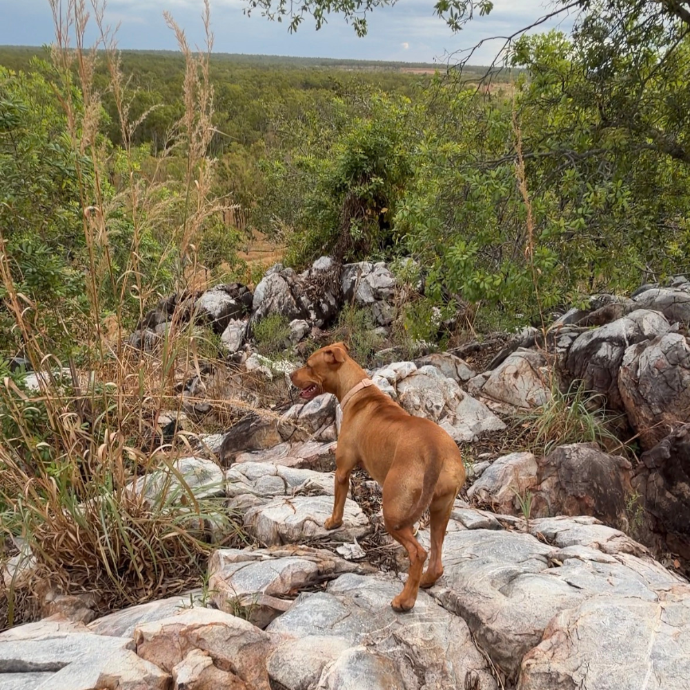 Collagen vs Glucosamine for Dogs: Which Is Better for Joint Support?