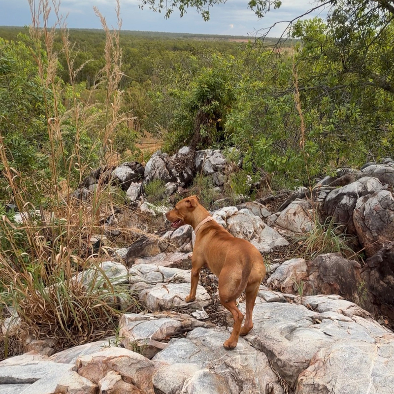 Collagen vs Glucosamine for Dogs: Which Is Better for Joint Support?
