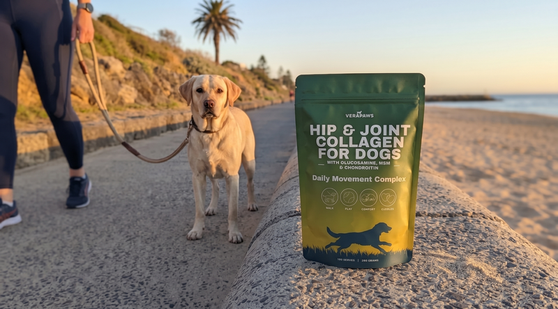 Best Joint Supplements for Labradors in Australia: Our Top Picks