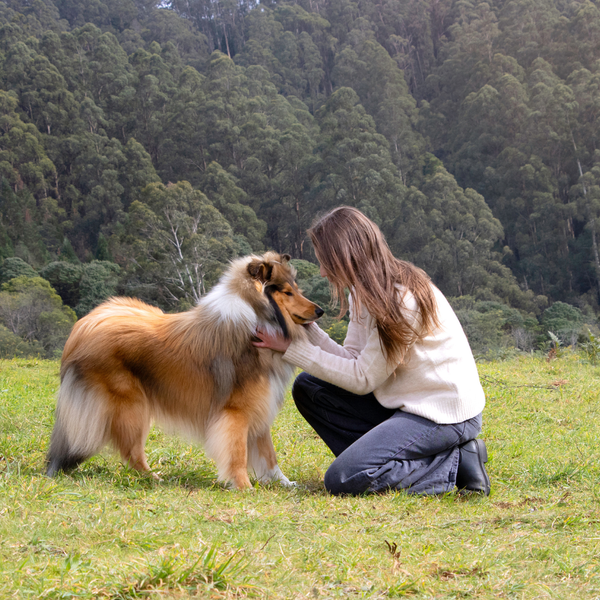 Dog with a healthy coat outdoors in Australia