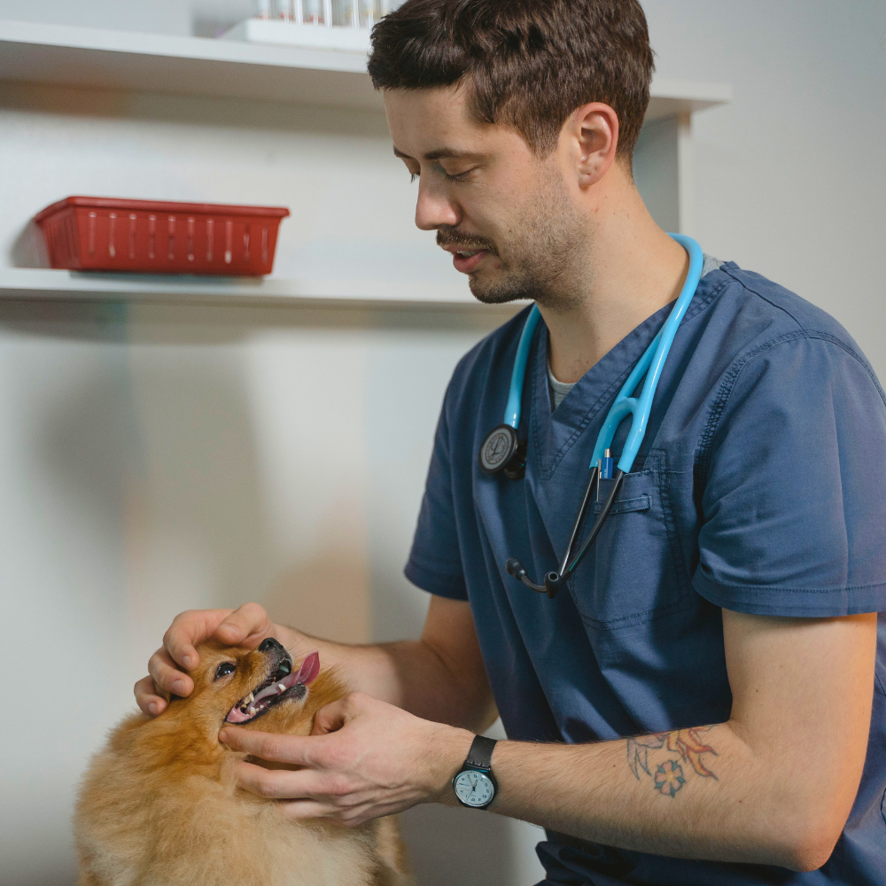 Do Vets Recommend Collagen for Dogs? What Australian Owners Should Know