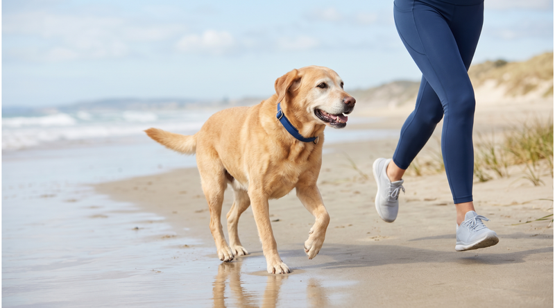 Dog owner running with a healthy older dog on the beach.
