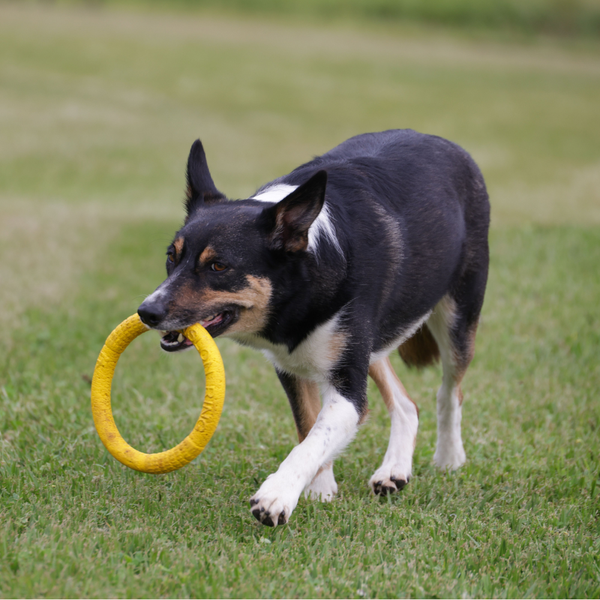 Do playing with a toy ring on grass.