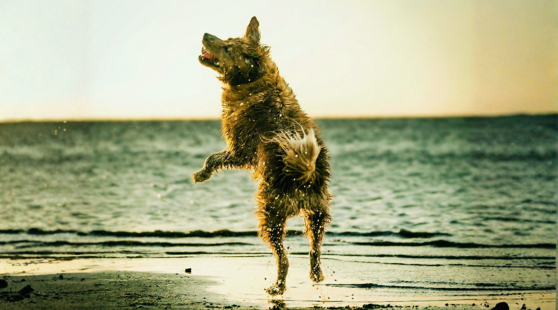 Dog jumping with water in front. 