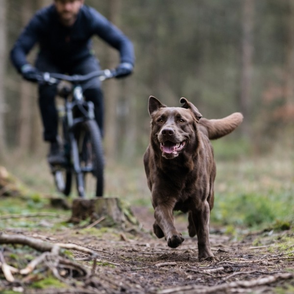Dog running on a forest path, with a person cycling in the background