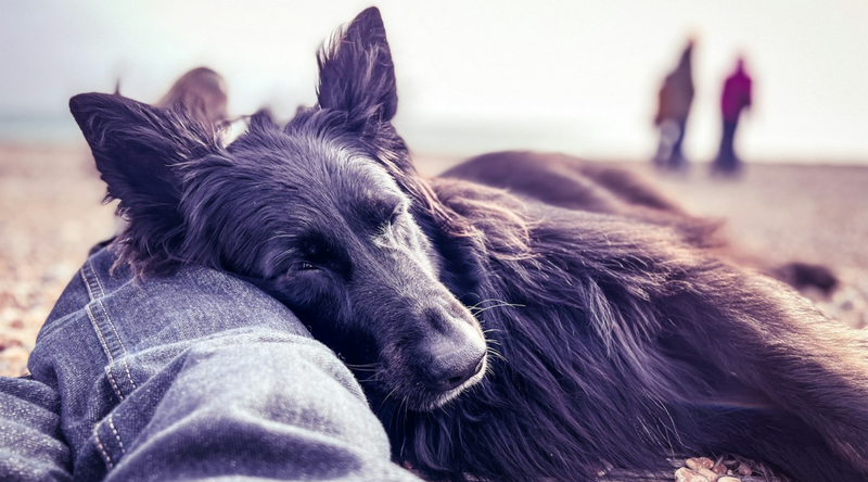 MSM for Dogs’ Skin and Coat: Why It’s Used