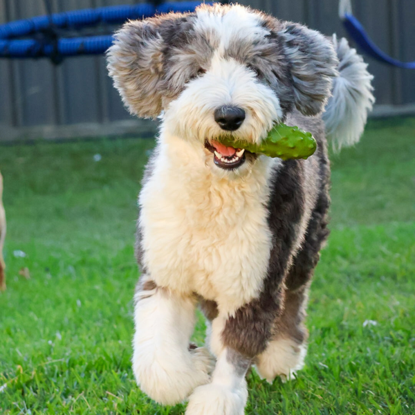 Collagen, MSM & Biotin for Dogs: Why They're Used Together for Skin & Coat Support