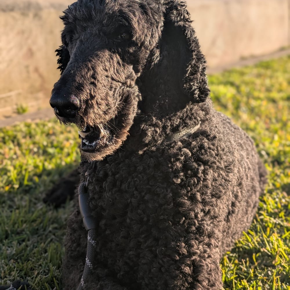 Natural Collagen for Dogs: Food Sources, Bone Broth & Supplements Explained