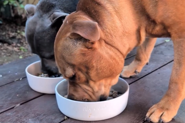 Two Staffordshire Bull Terriers eating from a food bowl
