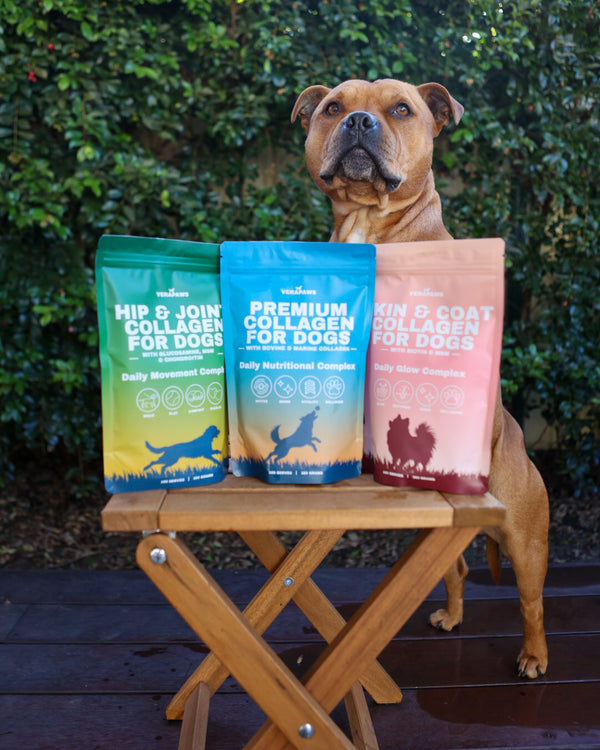 Woman and dog — guide to choosing the right collagen