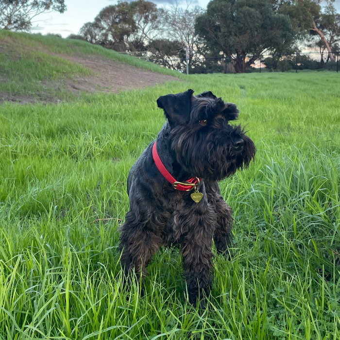 Archie the terrier standing and posing in green grass.