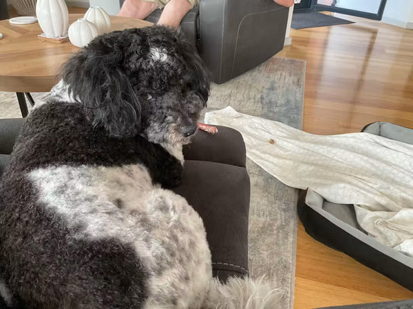 Sarah & Milo, Cavoodle