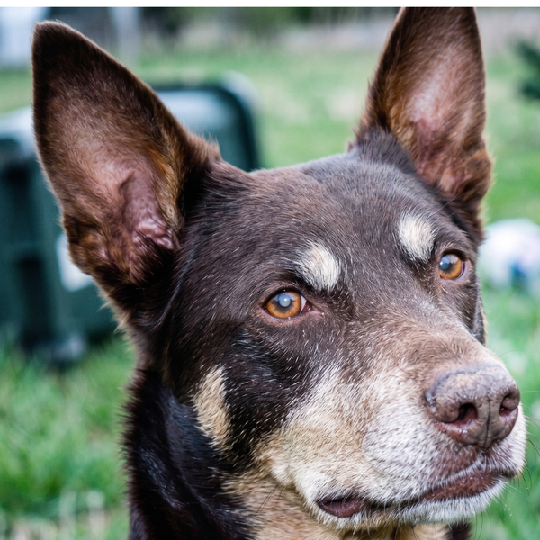 Carrol and Ruby, QLD