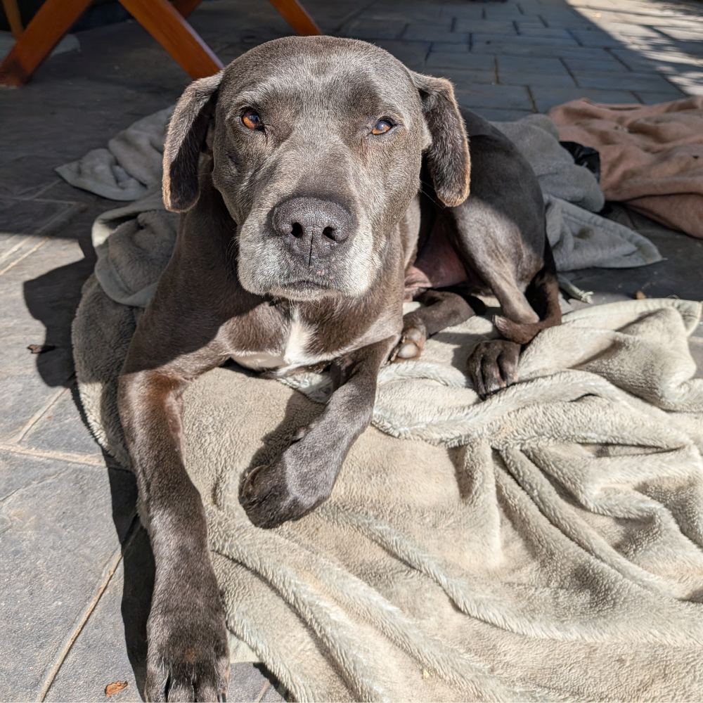 Dog sitting on a blanket.