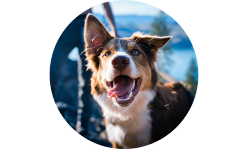 Dog with a happy expression outdoors