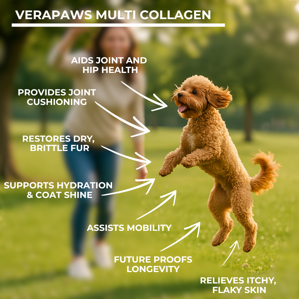 Dog jumping in a park with text about Verapaws Multi Collagen Powder benefits