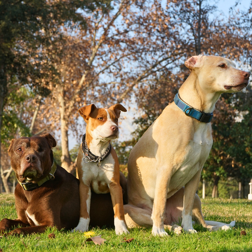 6. Made for Dogs. Dosed for Dogs.