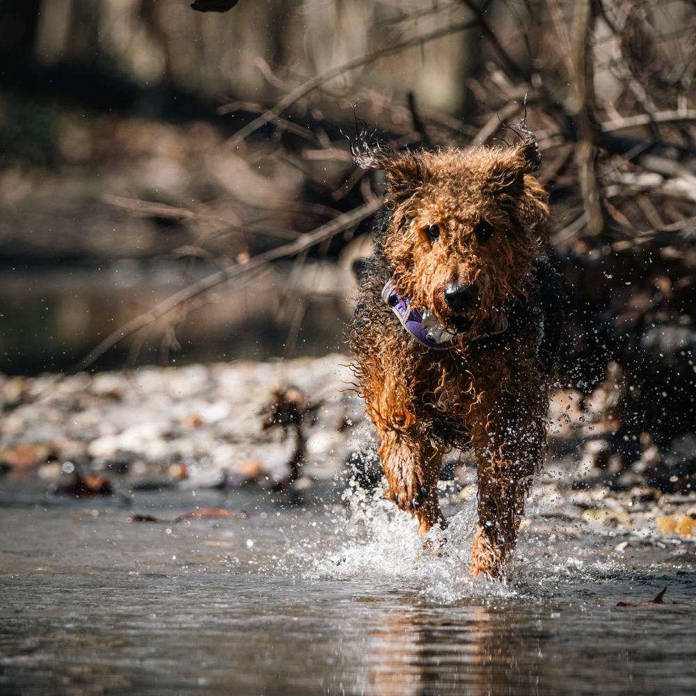 Dog playing in water