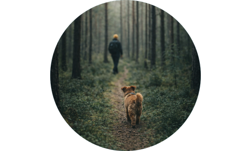 Person walking a dog through a forest