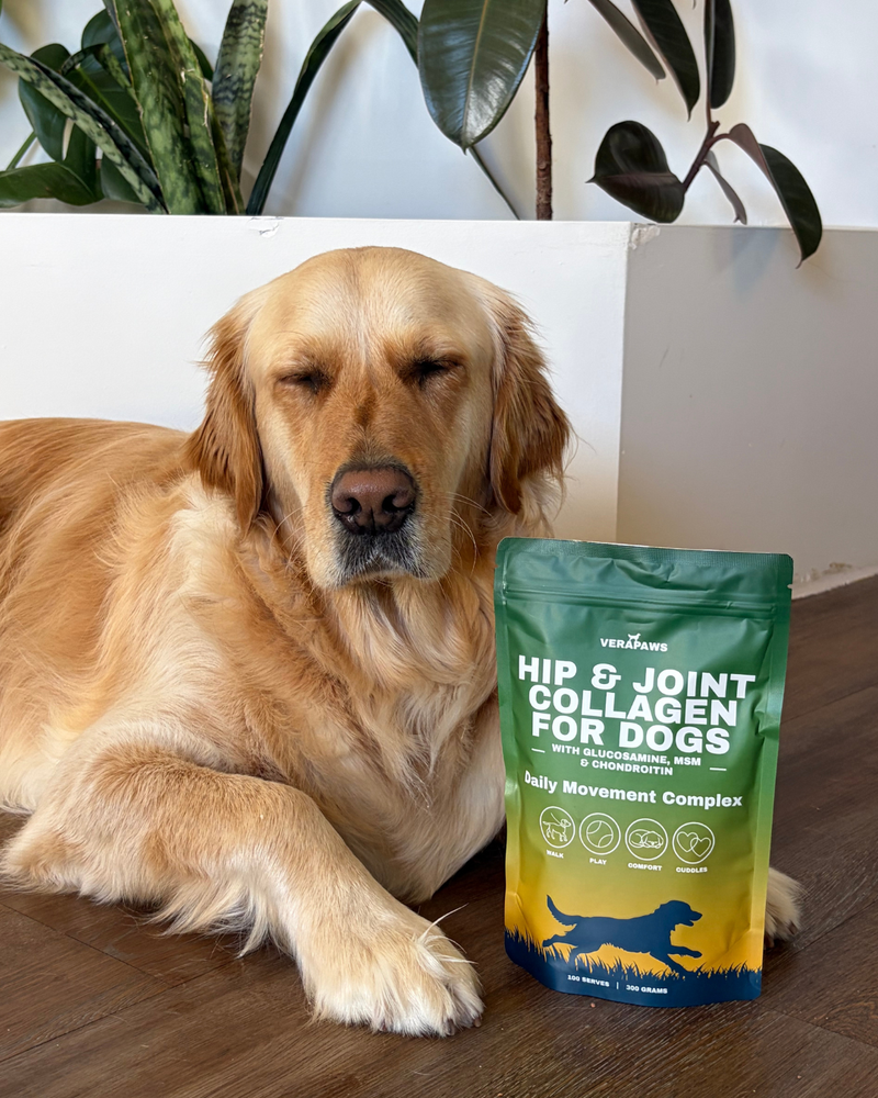 Labrador sitting with a pouch of VeraPaws Hip and Joint Collagen For Dogs.