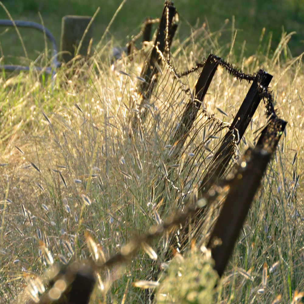 Grass pollen and a rusted gate