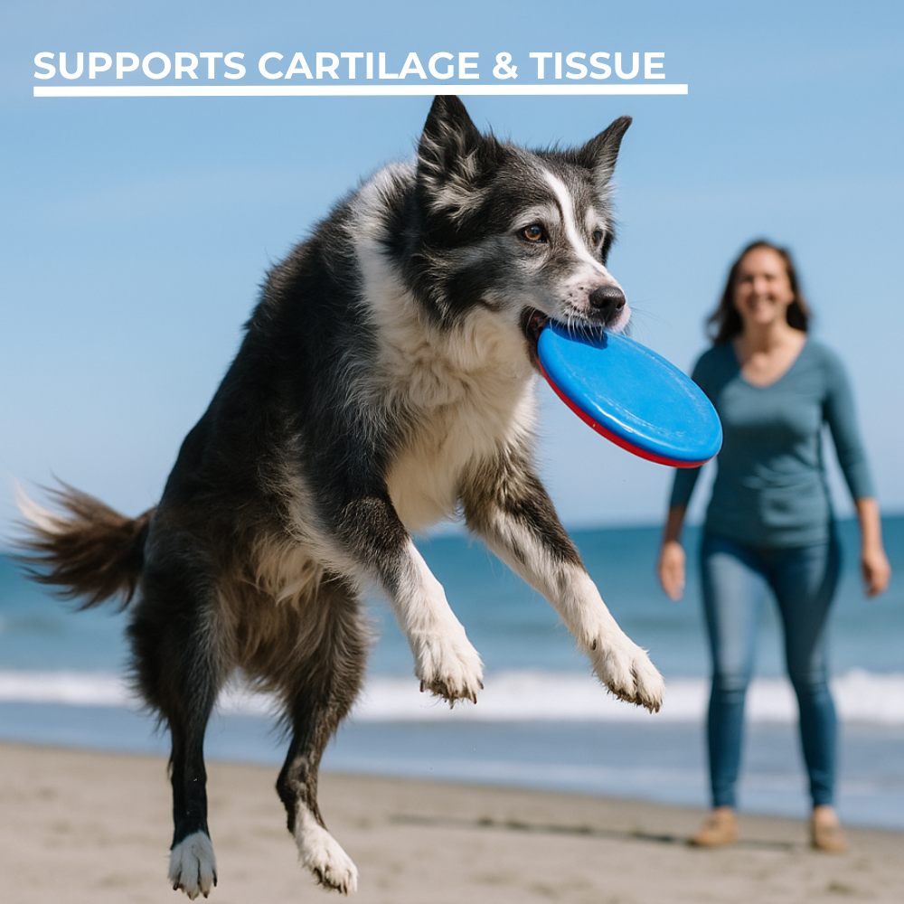 Dog running on a beach with a blue frisbee in its mouth, woman in the background.