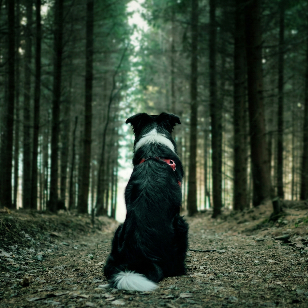 Dog sitting in a forest with tall trees