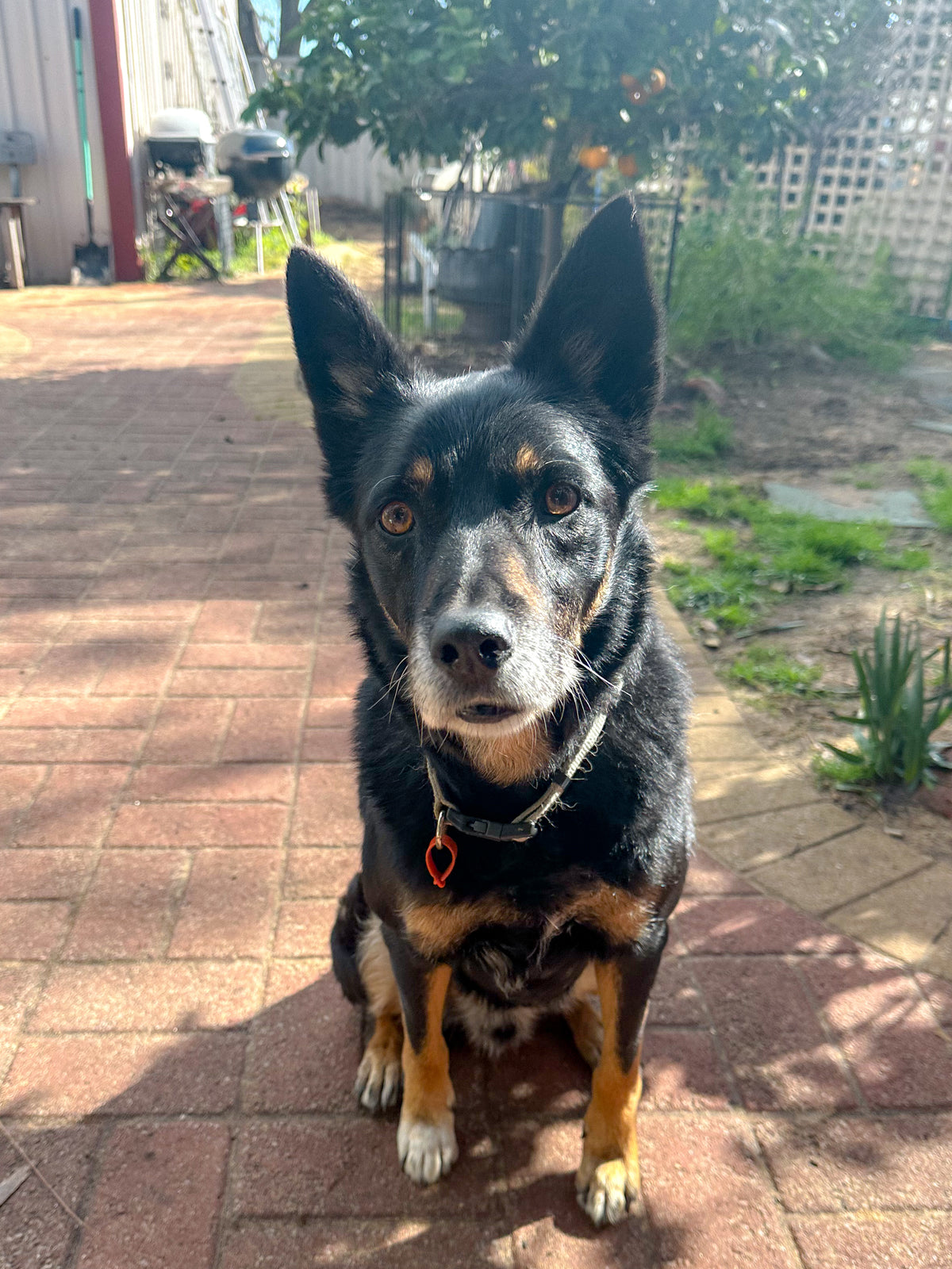 Dog sitting on the ground looking at the camera