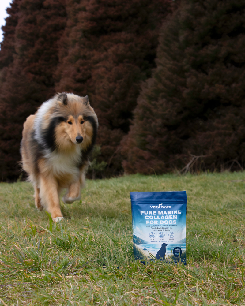 A spoon of VeraPaws Pure Marine Collagen For Dogs sprinkled into a ceramic bowl of dog food.