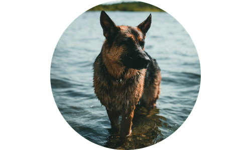 Dog standing in water with a blurred background