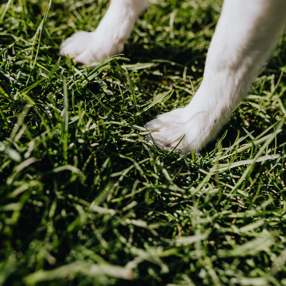 Dog in grass
