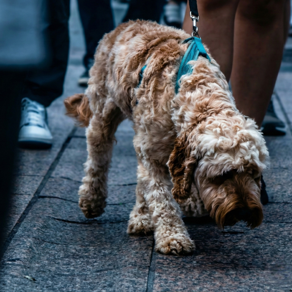 Small brown dog on a leash walking on a sidewalk with people in the background.
