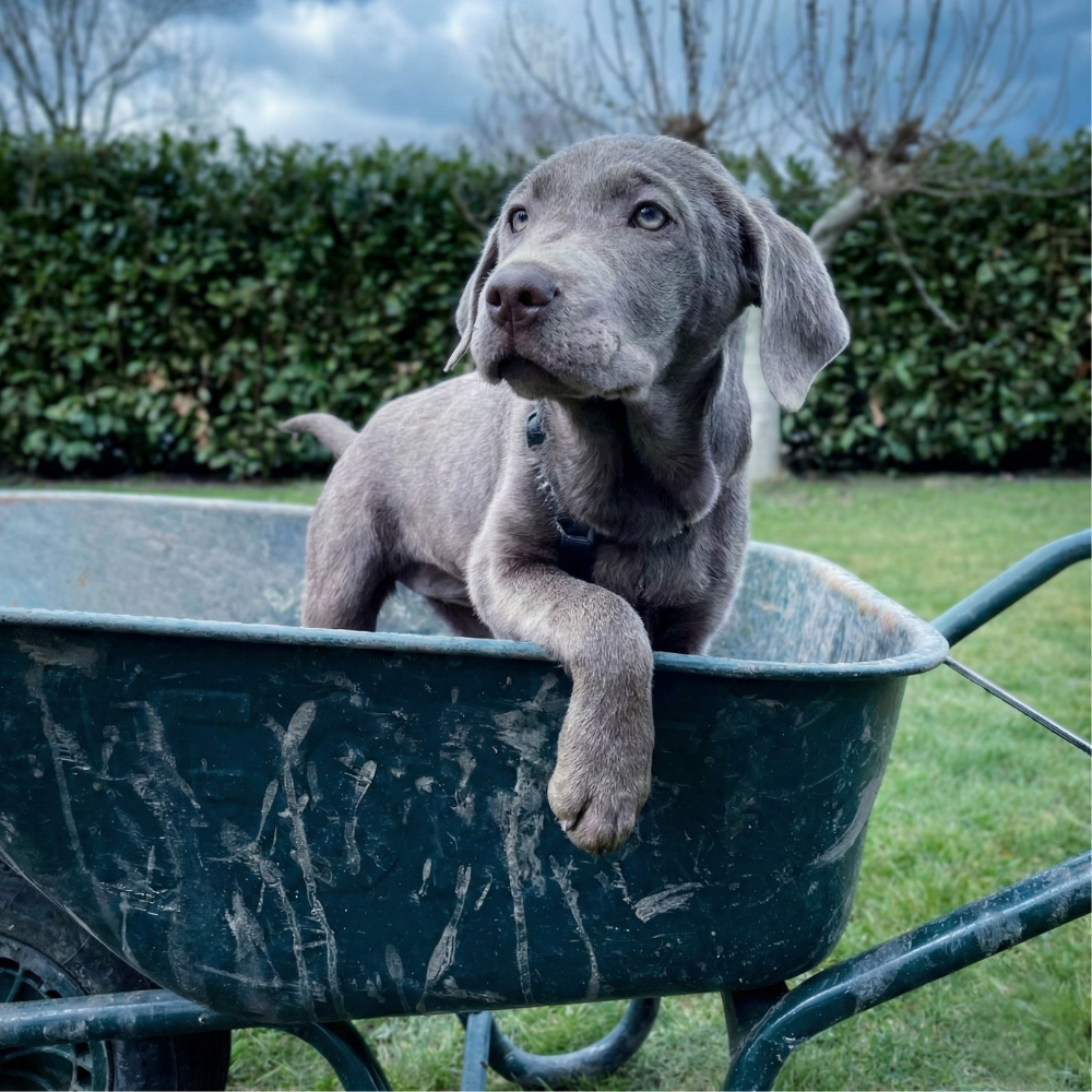 Puppy sitting in a wheelbarrow outdoors with greenery in the background