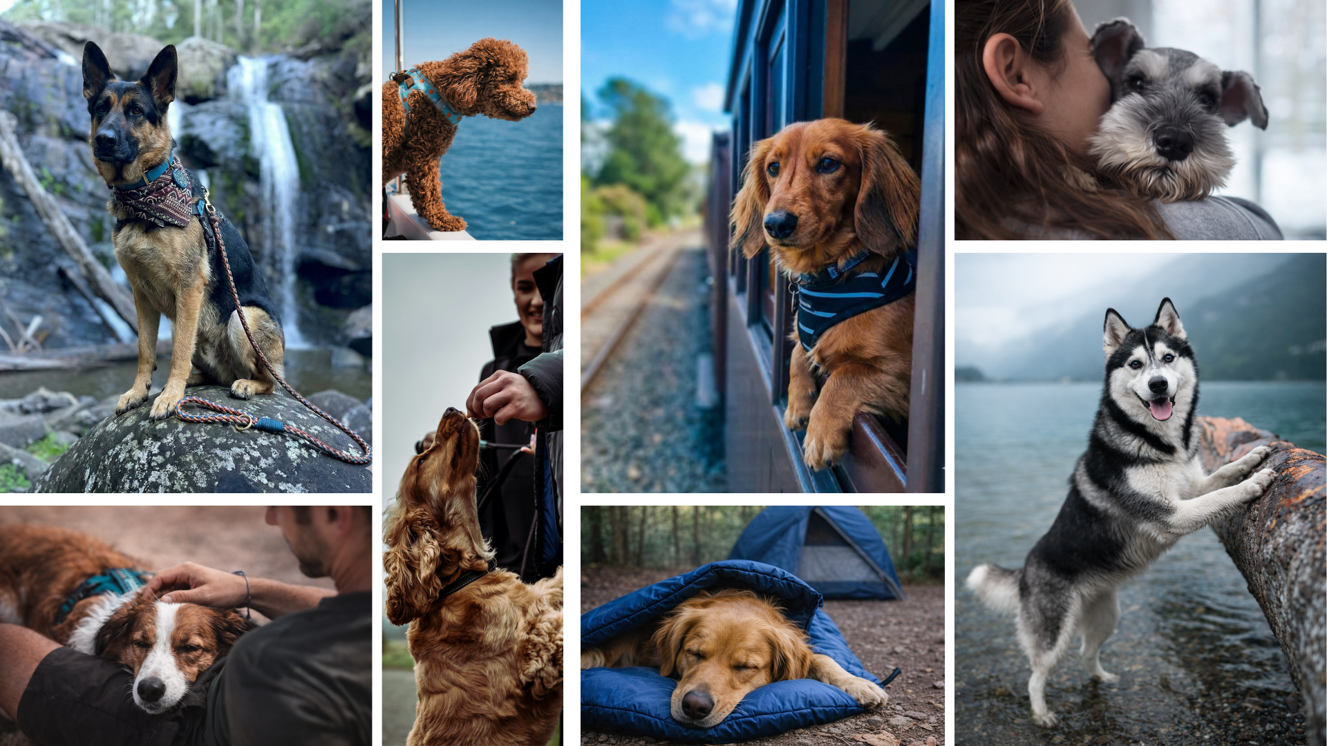 Collage of dogs in various settings including nature and transportation.