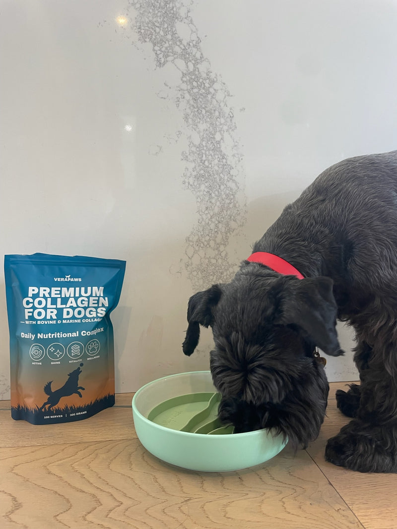 Dog eating from a bowl with a bag of VeraPaws Collagen For Dogs powder on the floor.