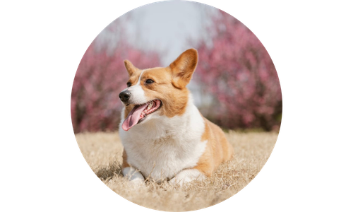 Corgi dog sitting outdoors with pink blossoms in the background