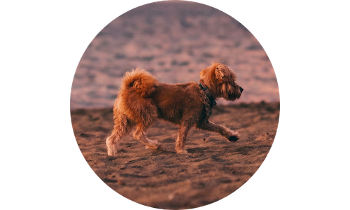 Brown dog running on a dirt path with a blurred background