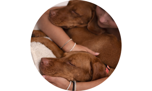 Two brown dogs being held by a person on a white background