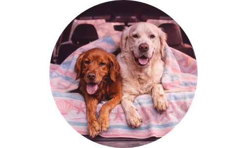 Two dogs, one brown and one white, sitting on a striped blanket inside a vehicle.