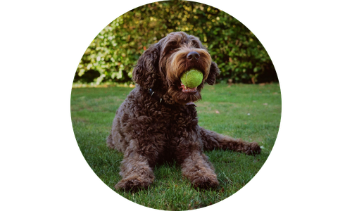Dog with a tennis ball in its mouth sitting on grass