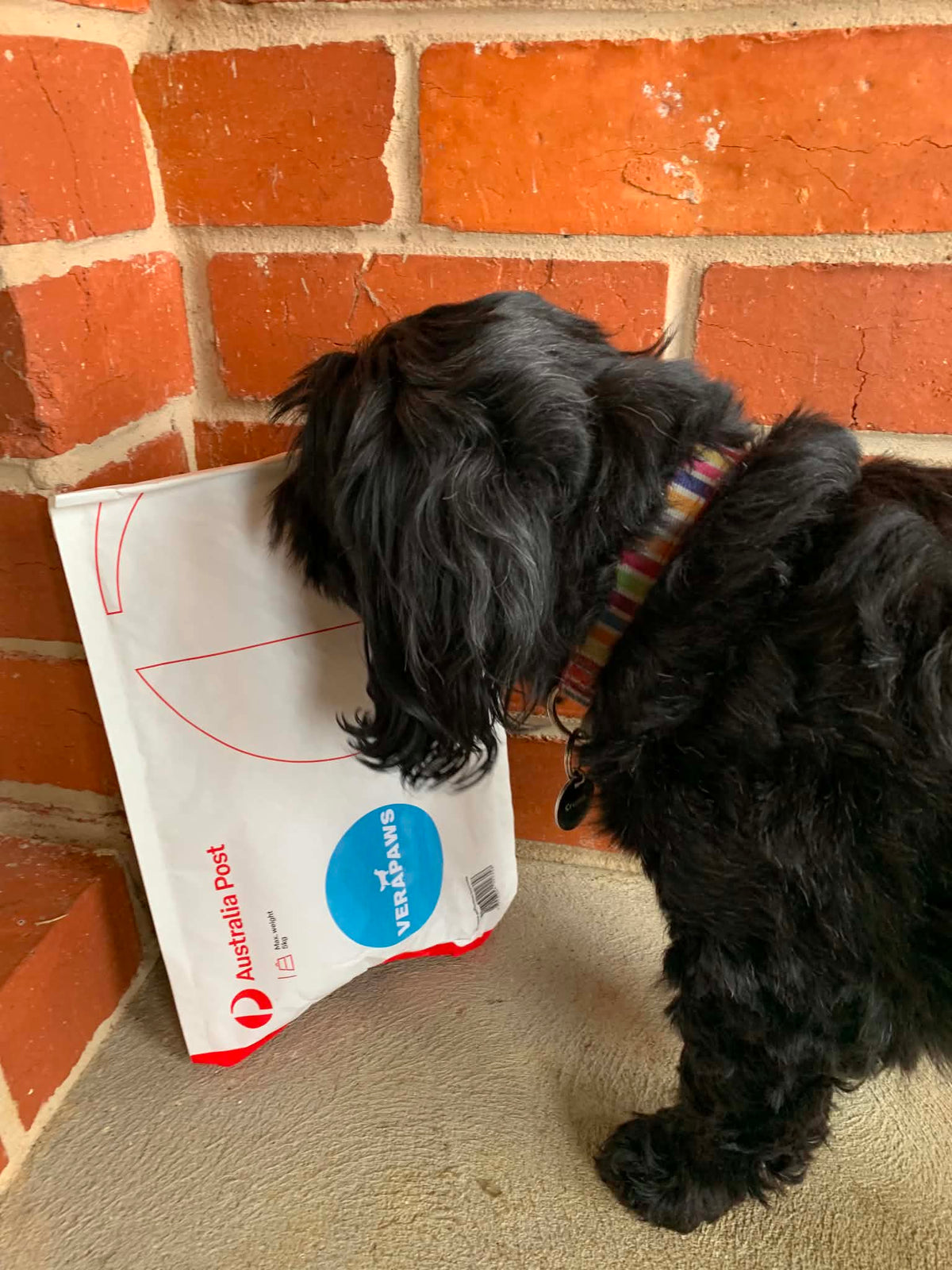Terrier sniffing an Australian Post delivery of VeraPaws Collagen For Dogs