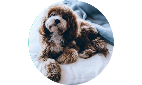 Brown and white dog lying on a white blanket with a blurred background