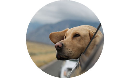 Dog looking out a car window with a blurred natural background