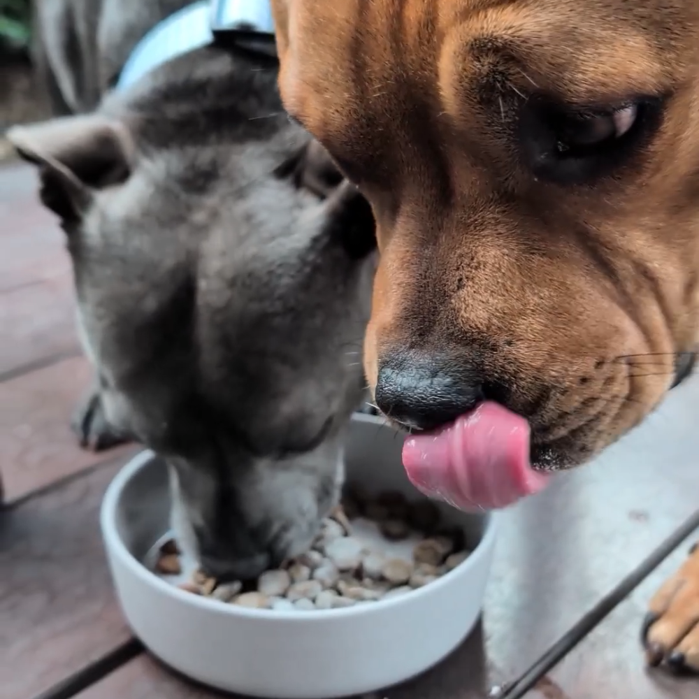 Golden Retriever in a warm Australian kitchen with a ceramic food bowl