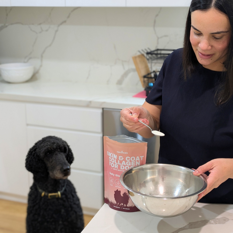 VeraPaws collagen powder mixed into a bowl of dog food with a spoodle watching on.