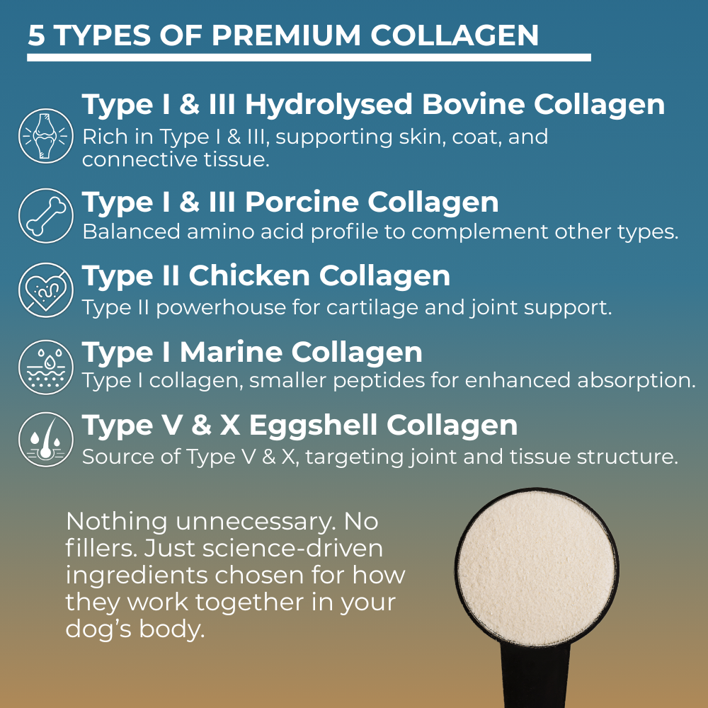 Chart detailing Verapaws Premium Collagen Powder For Dogs five types of premium collagen with descriptions.