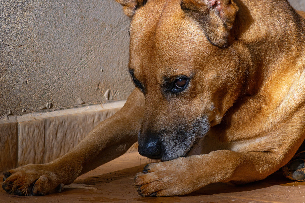 Dog itching itself while lying on the floor.